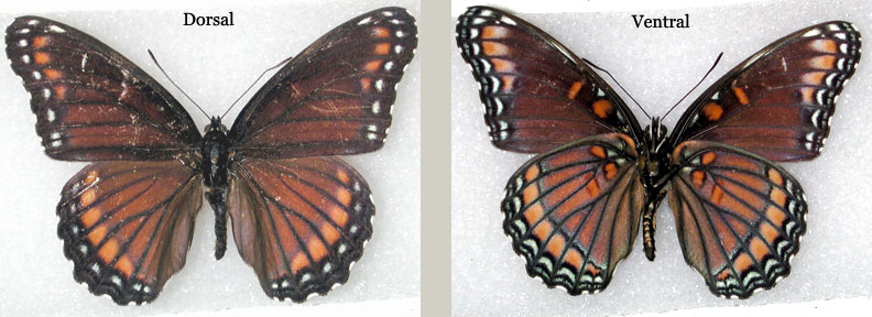 Liminitis astynax (aberrant, hybrid with archippus, Strecker, 1878 Berks Co., PA, type specimen) (1) (Internet Image property of respective owner, non-commercial use only)